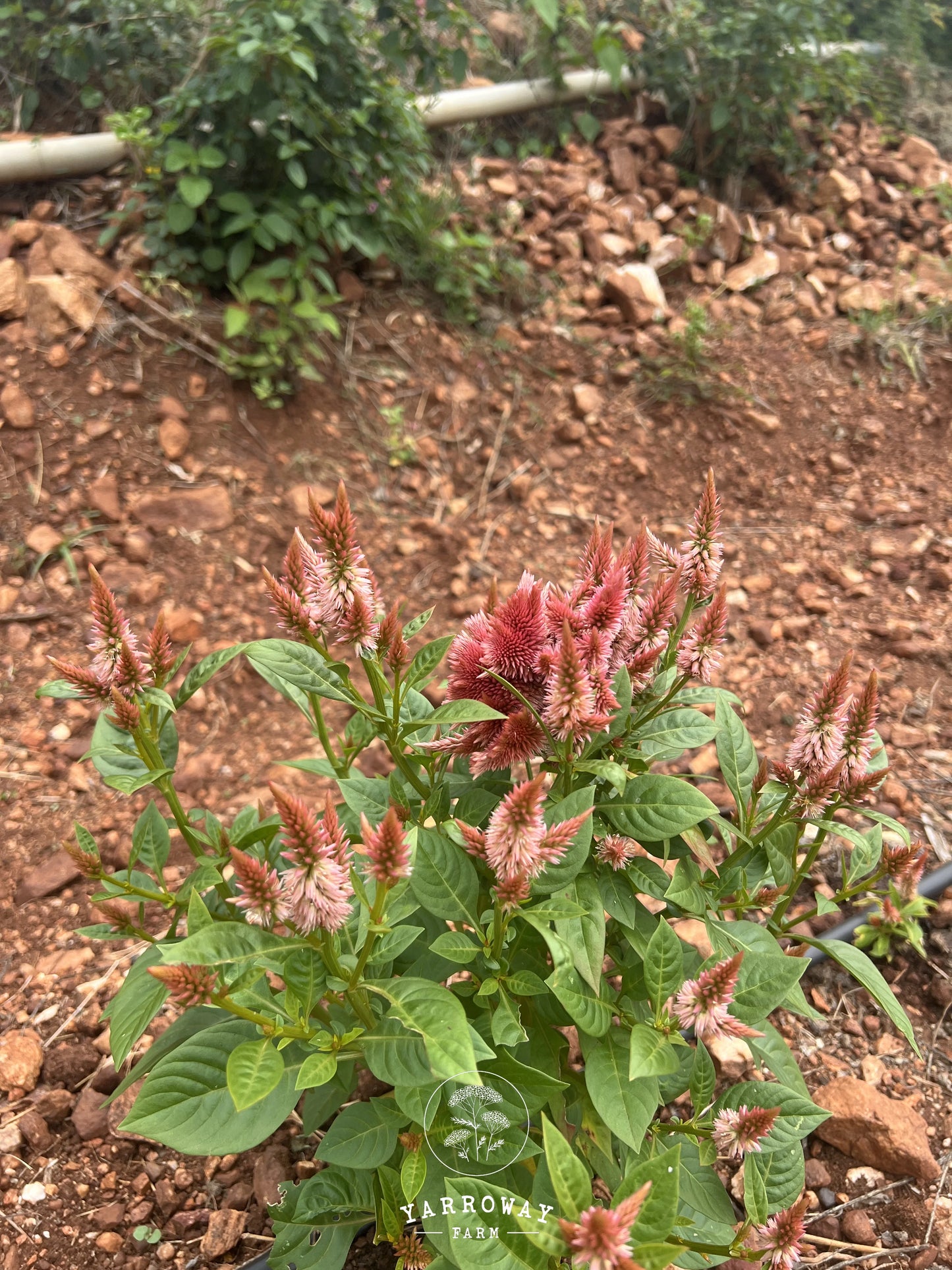 Celway Terracotta Celosia