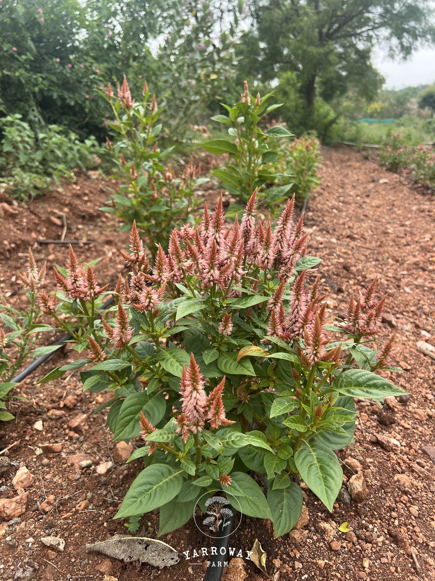 Celway Terracotta Celosia