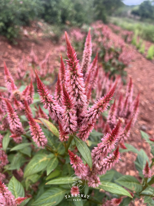 Celway Terracotta Celosia