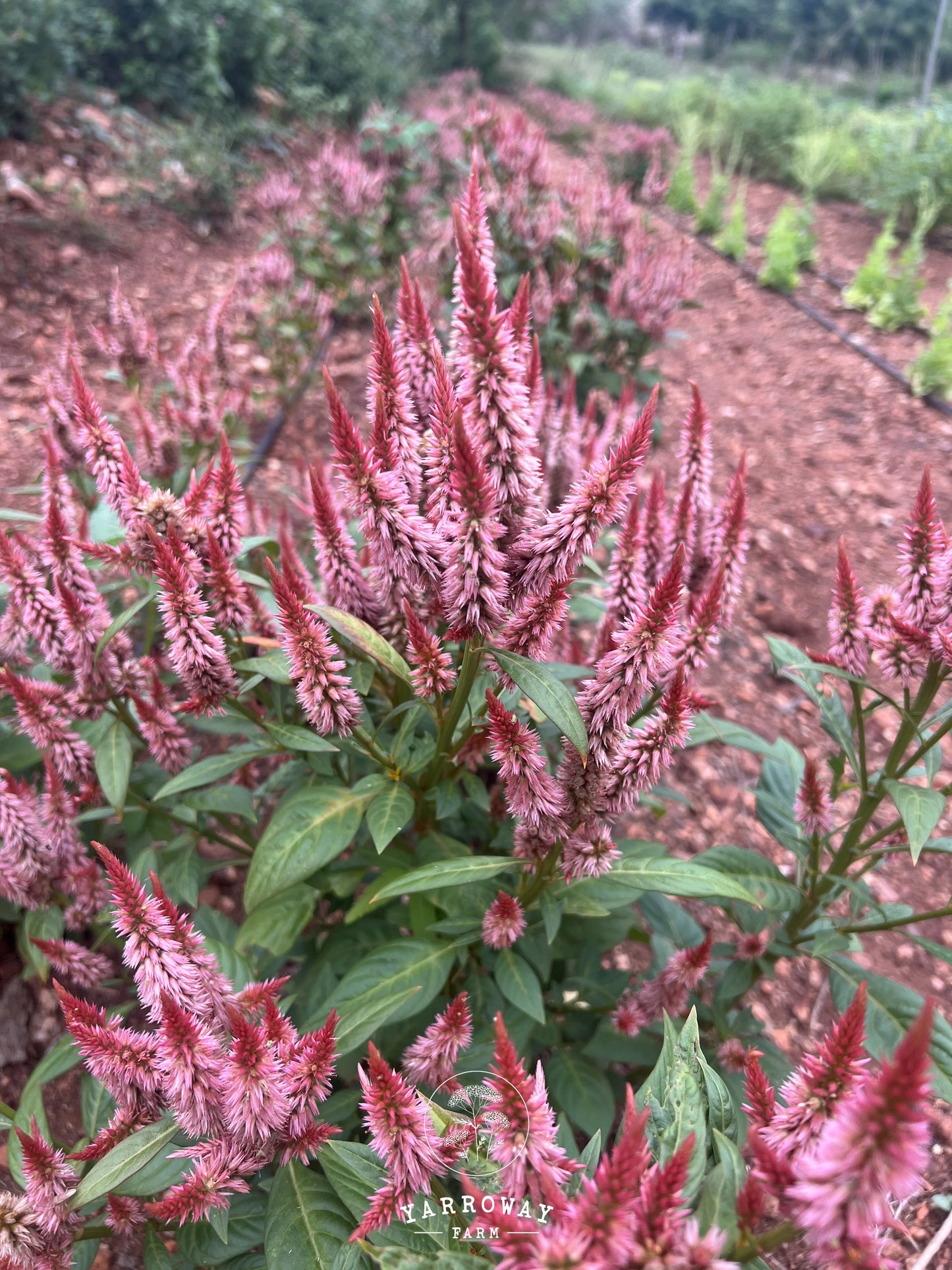 Celway Terracotta Celosia