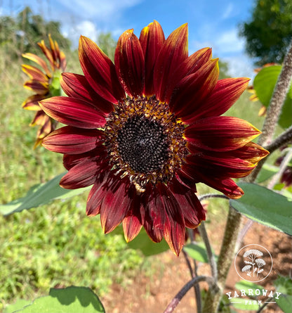 Chocolate Cherry Sunflower