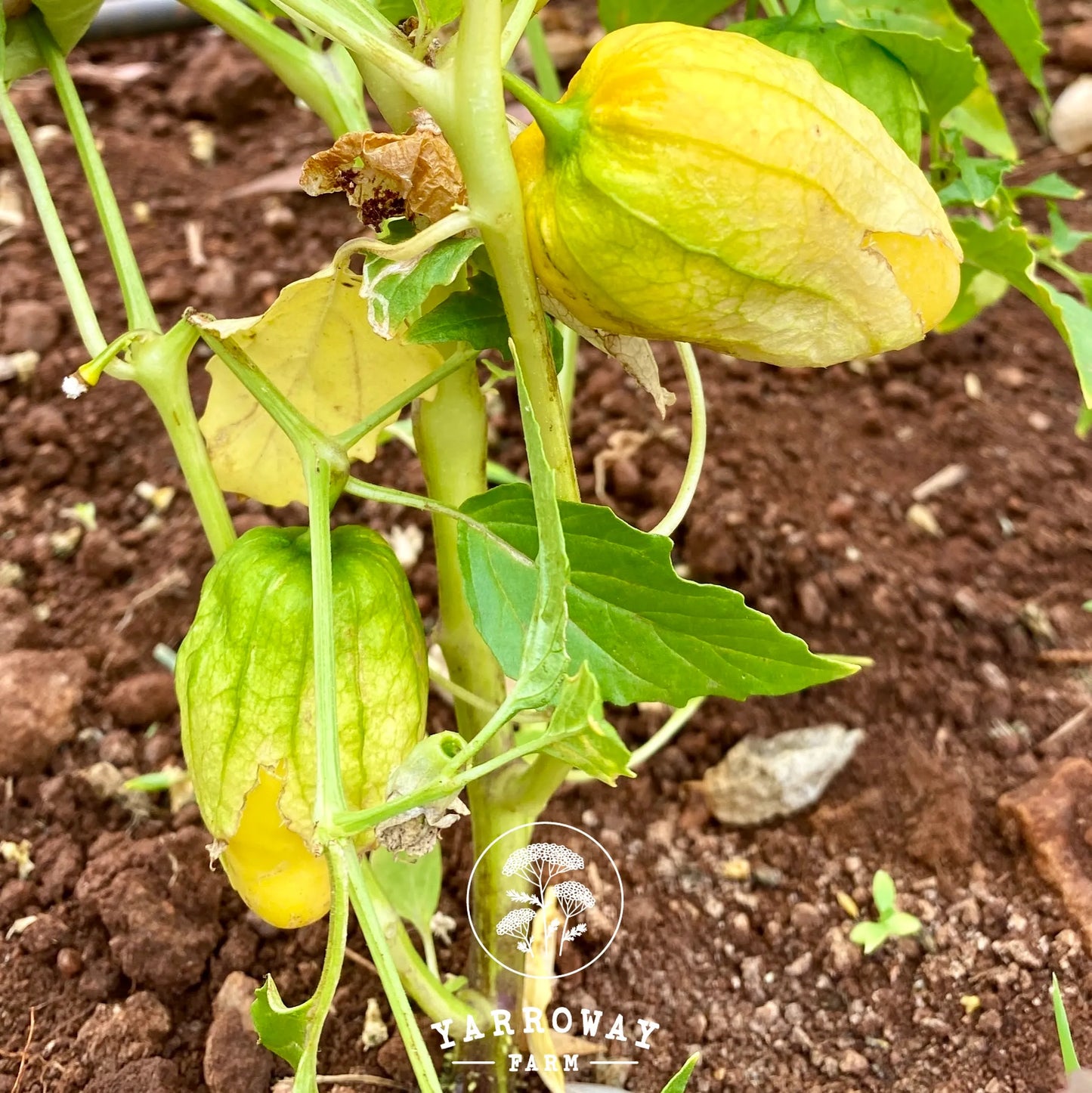 Chupon De Malinalco Tomatillo