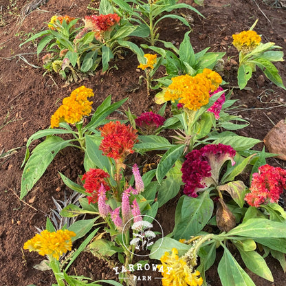 Color Mix Dwarf Cockscomb