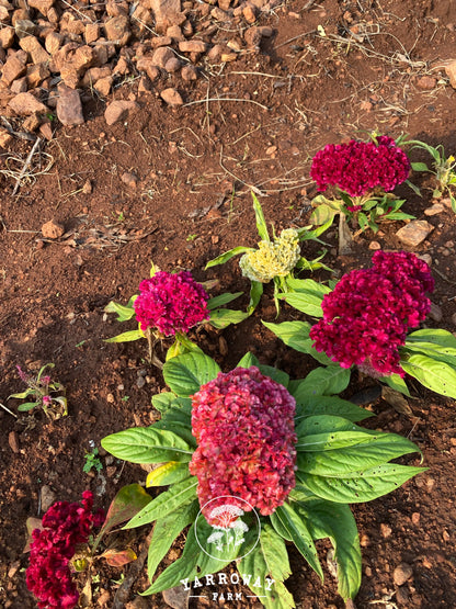 Color Mix Dwarf Cockscomb