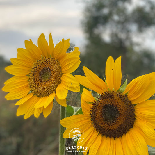 Conservation Farm Mix Sunflower