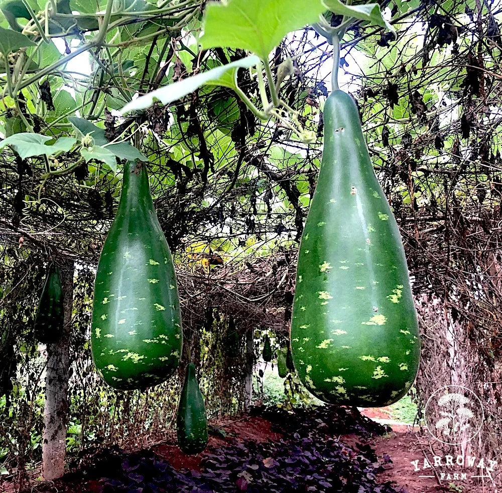 Dark Green Bottle Gourd