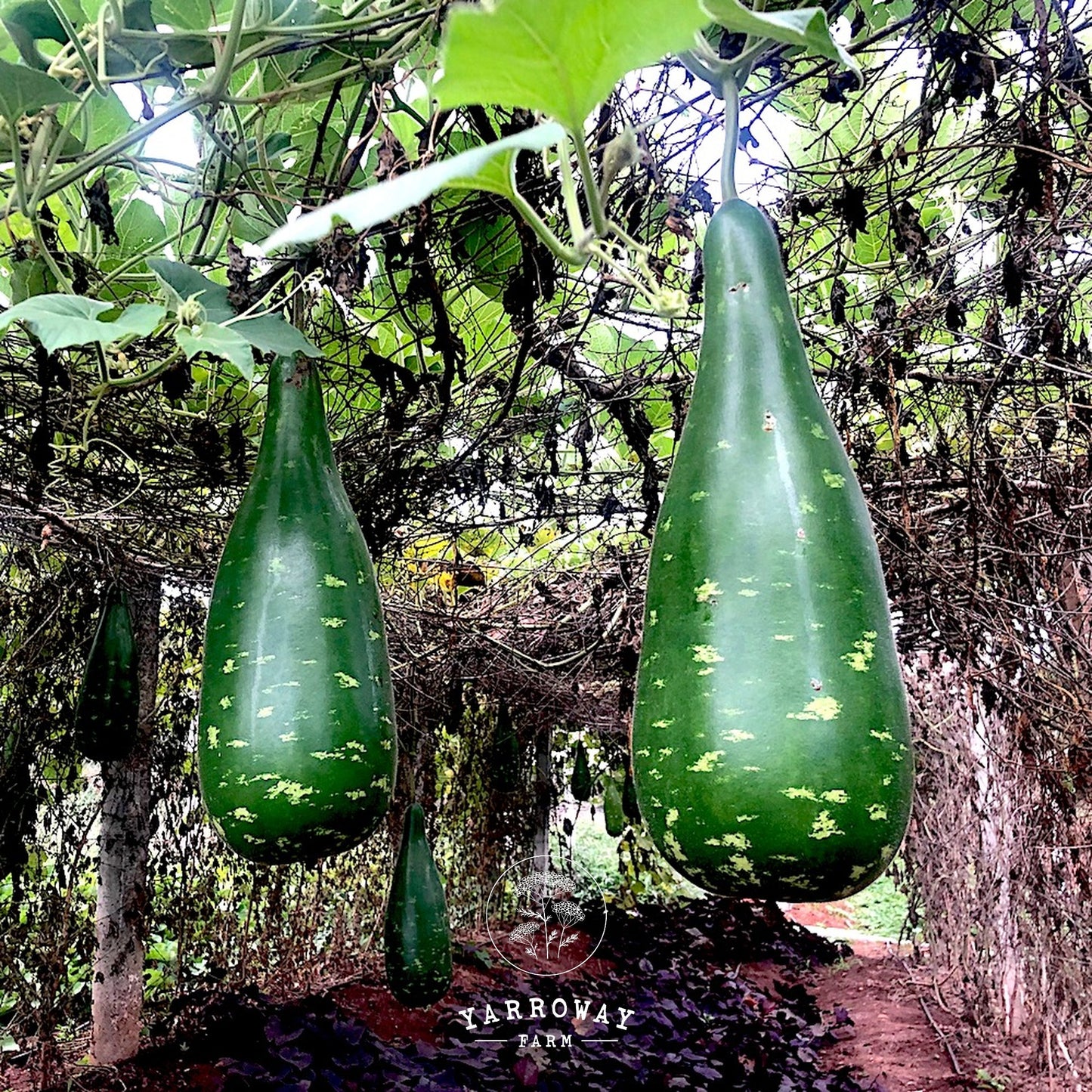 Dark Green Bottle Gourd