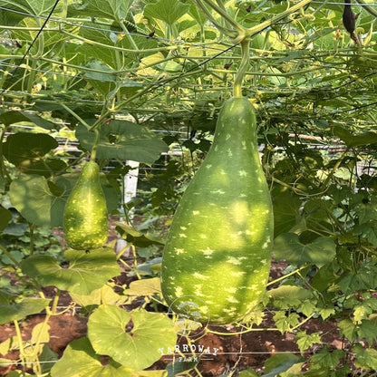 Dark Green Bottle Gourd