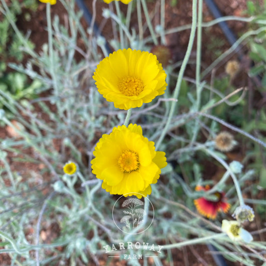 Desert Marigold