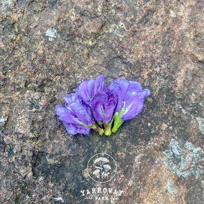 Double Lavender Butterfly Pea