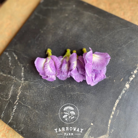 Double Lavender Butterfly Pea