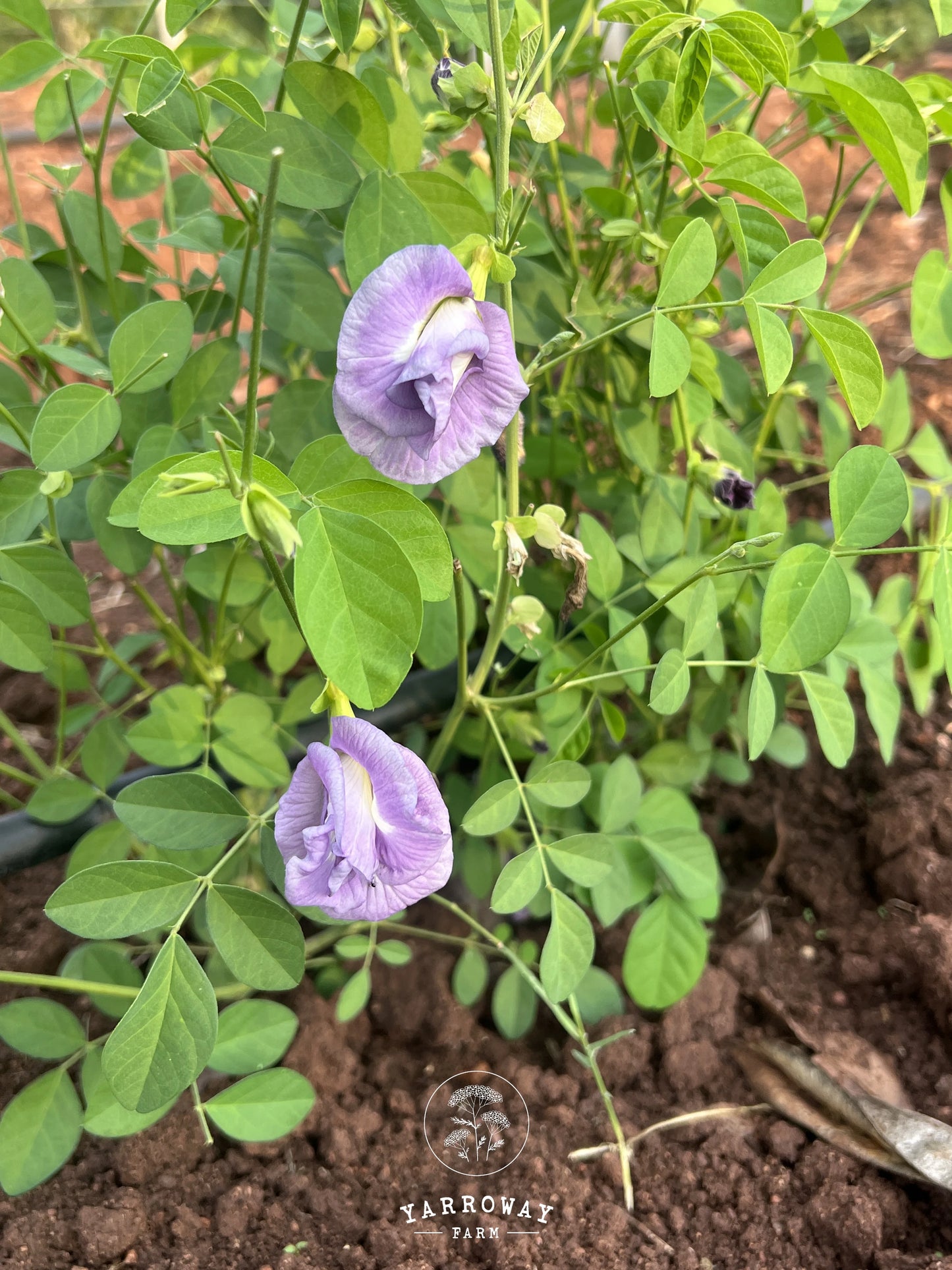 Double Lavender Butterfly Pea