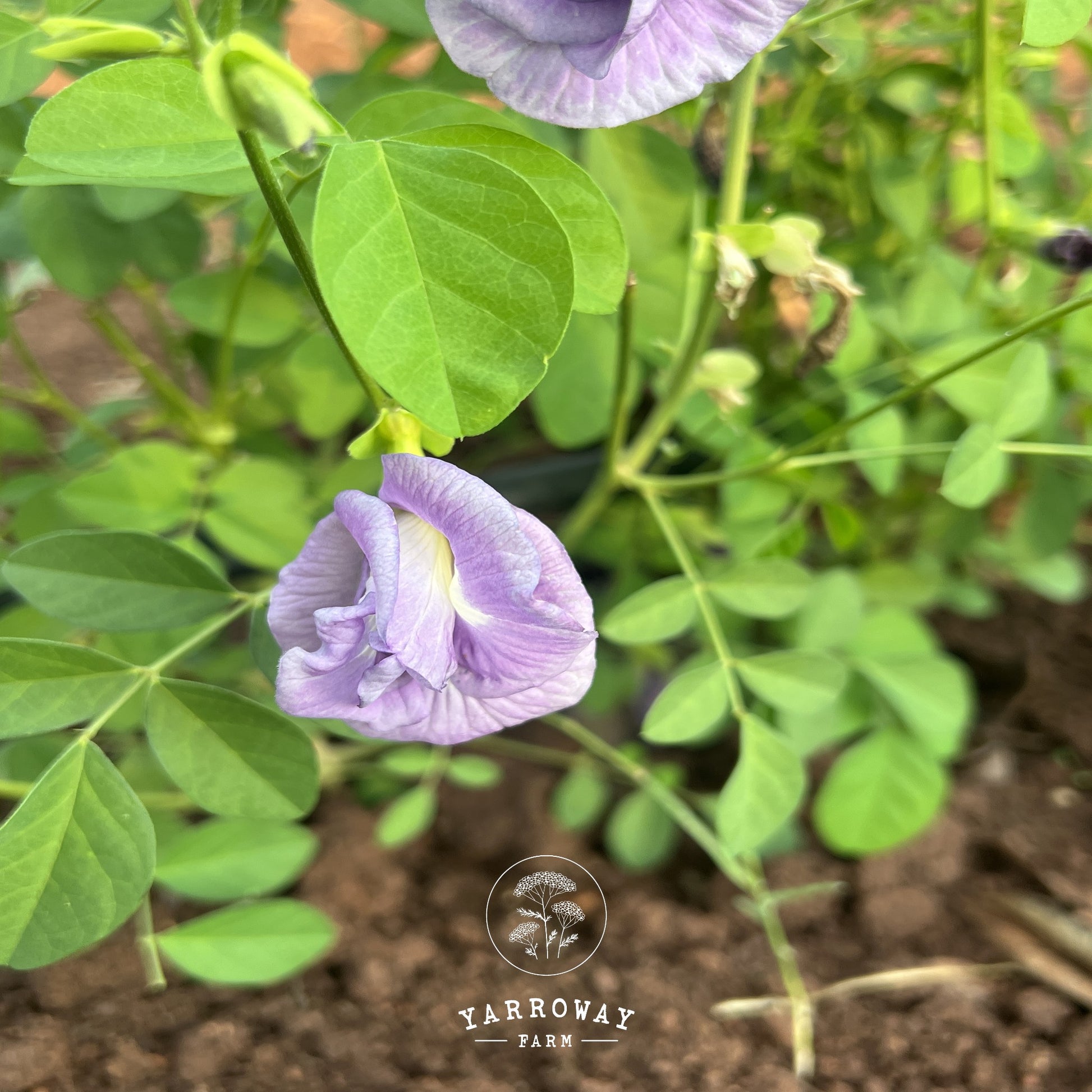 double lavender plant Double Lavender Butterfly Pea – Yarroway Farm