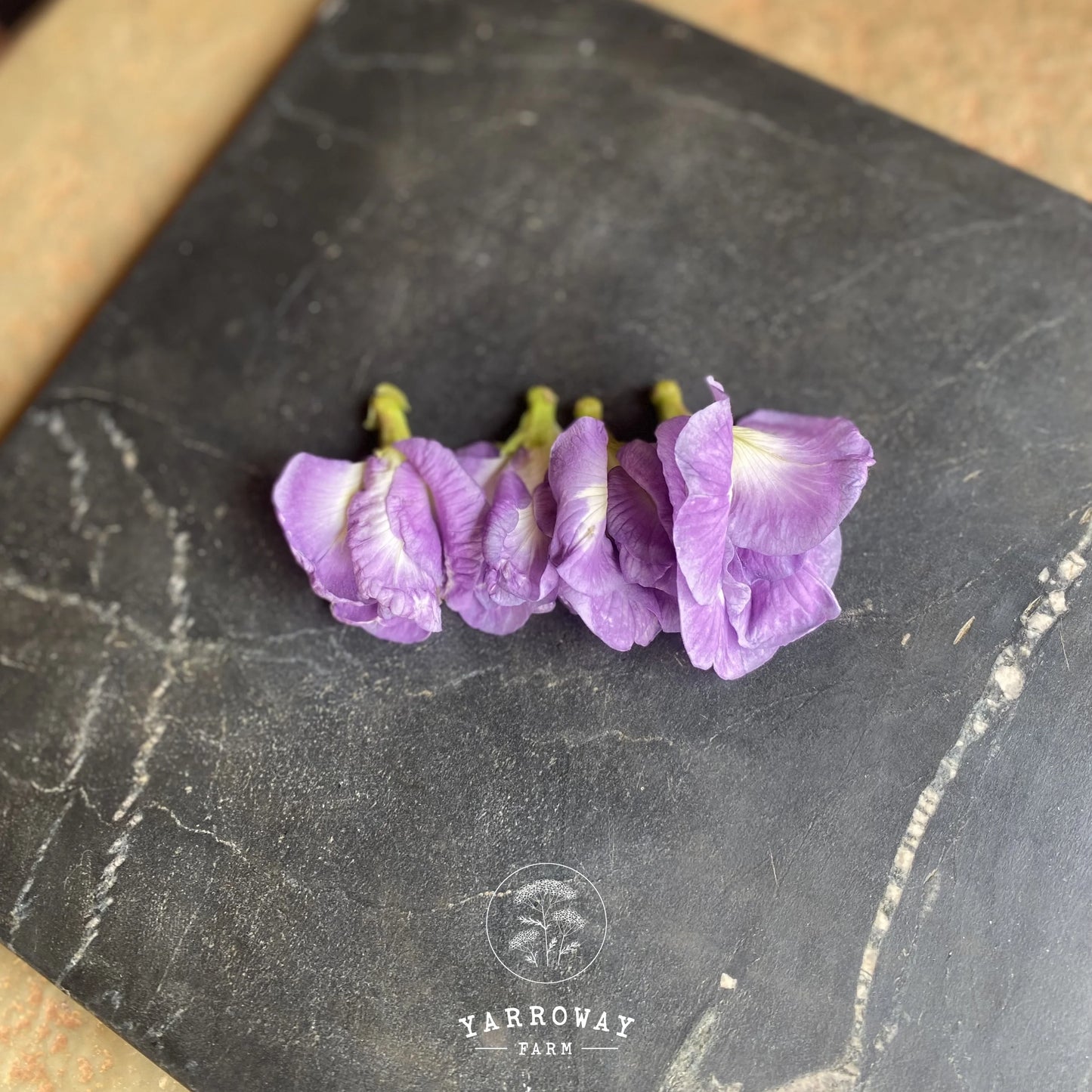 Double Lavender Butterfly Pea