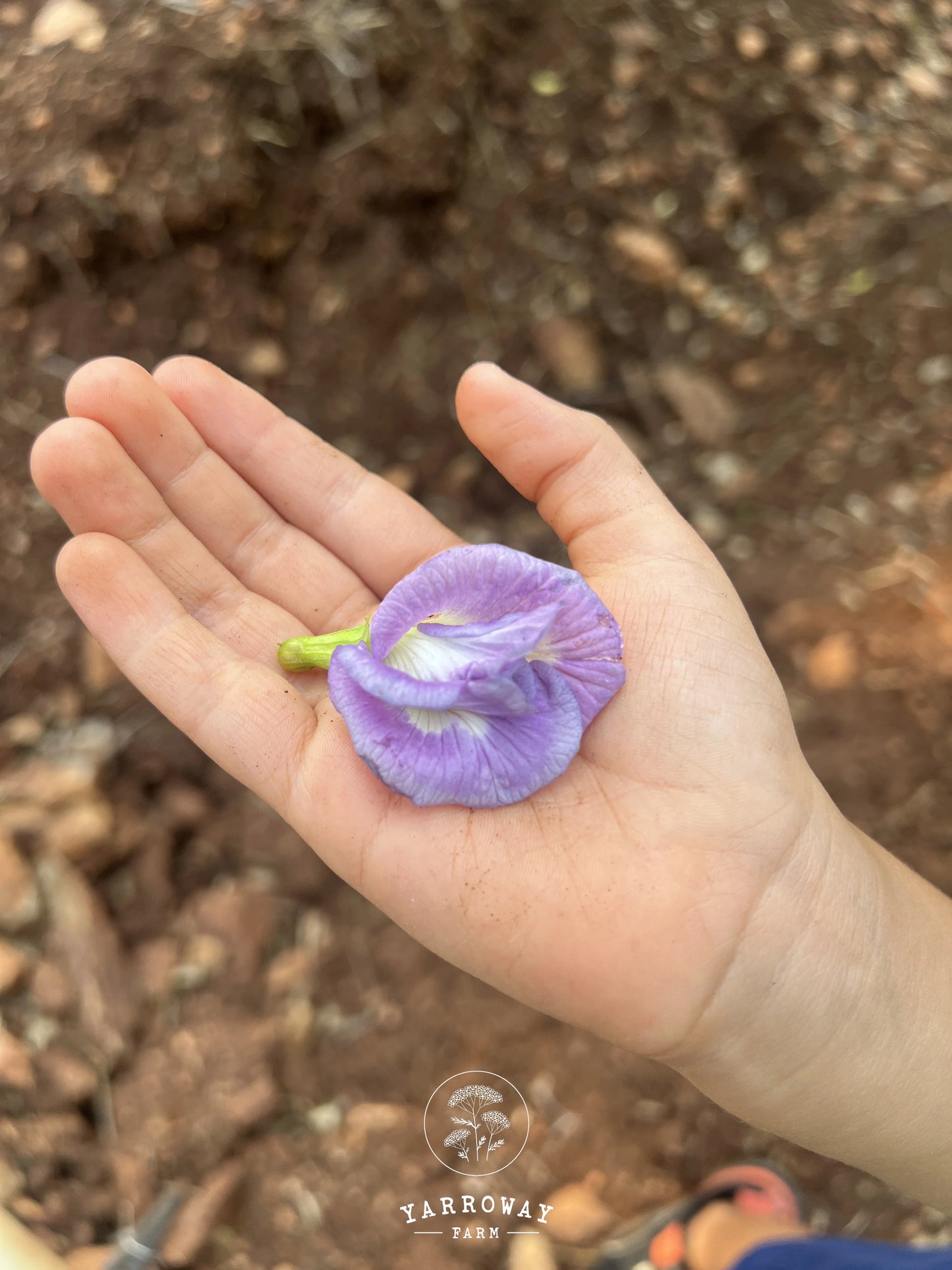 Double Lavender Butterfly Pea