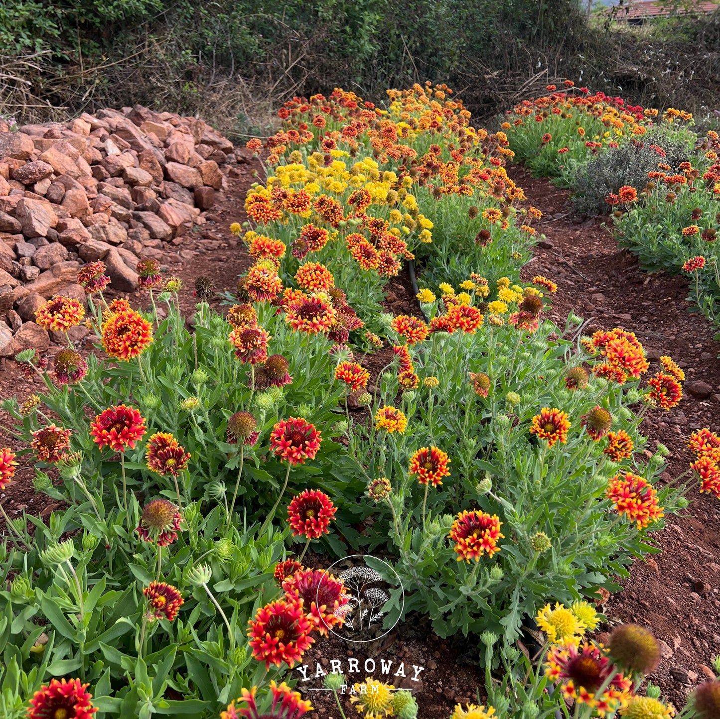 Double Sunset Gaillardia