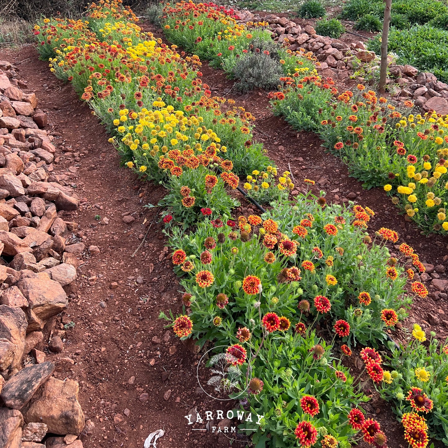 Double Sunset Gaillardia