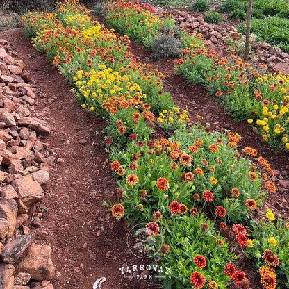 Double Sunset Gaillardia