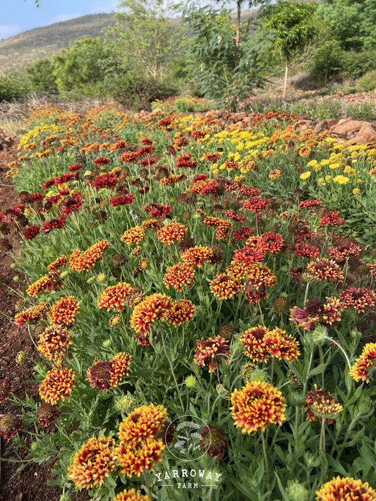 Double Sunset Gaillardia