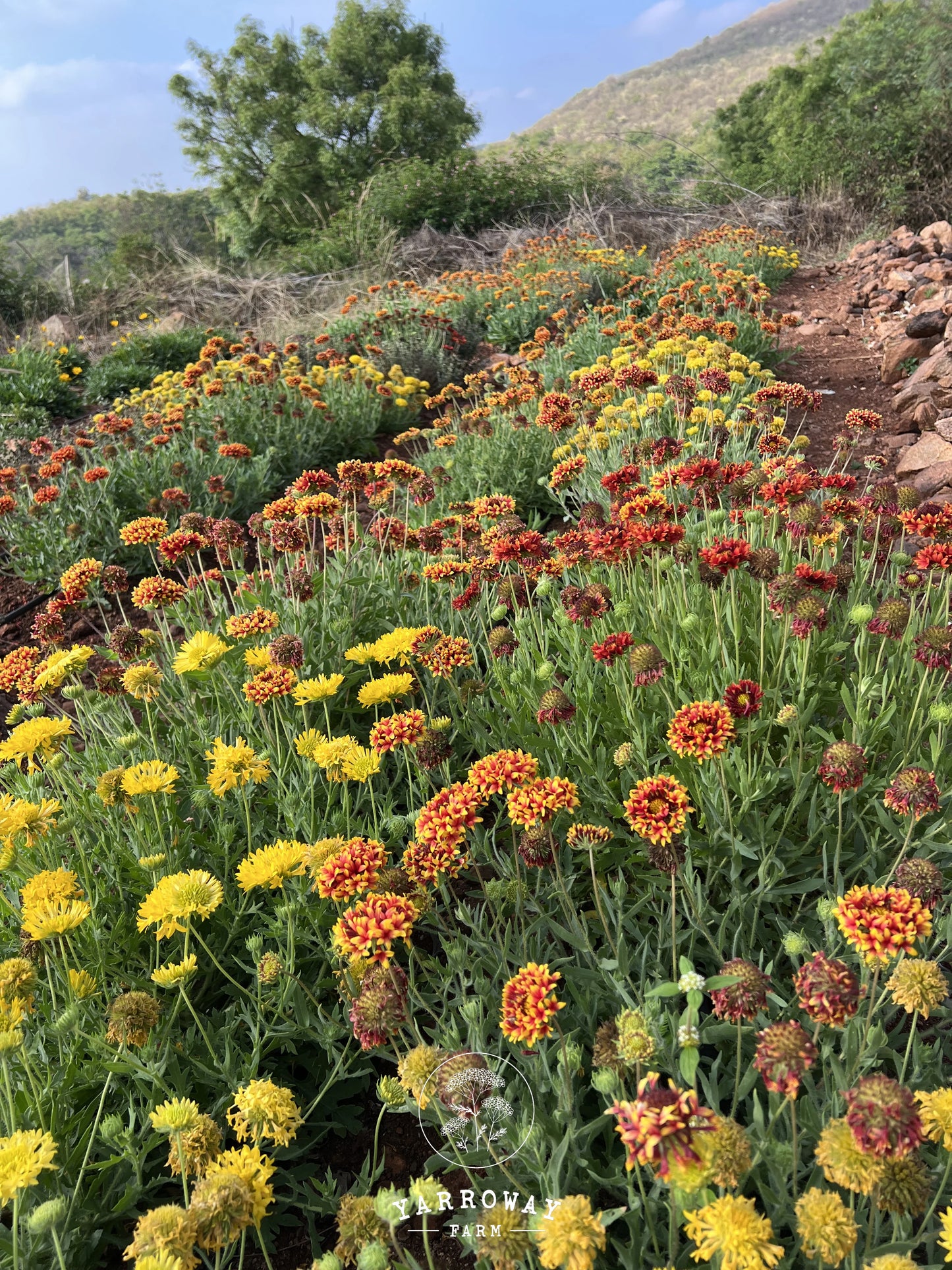 Double Sunset Gaillardia