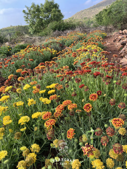 Double Sunset Gaillardia