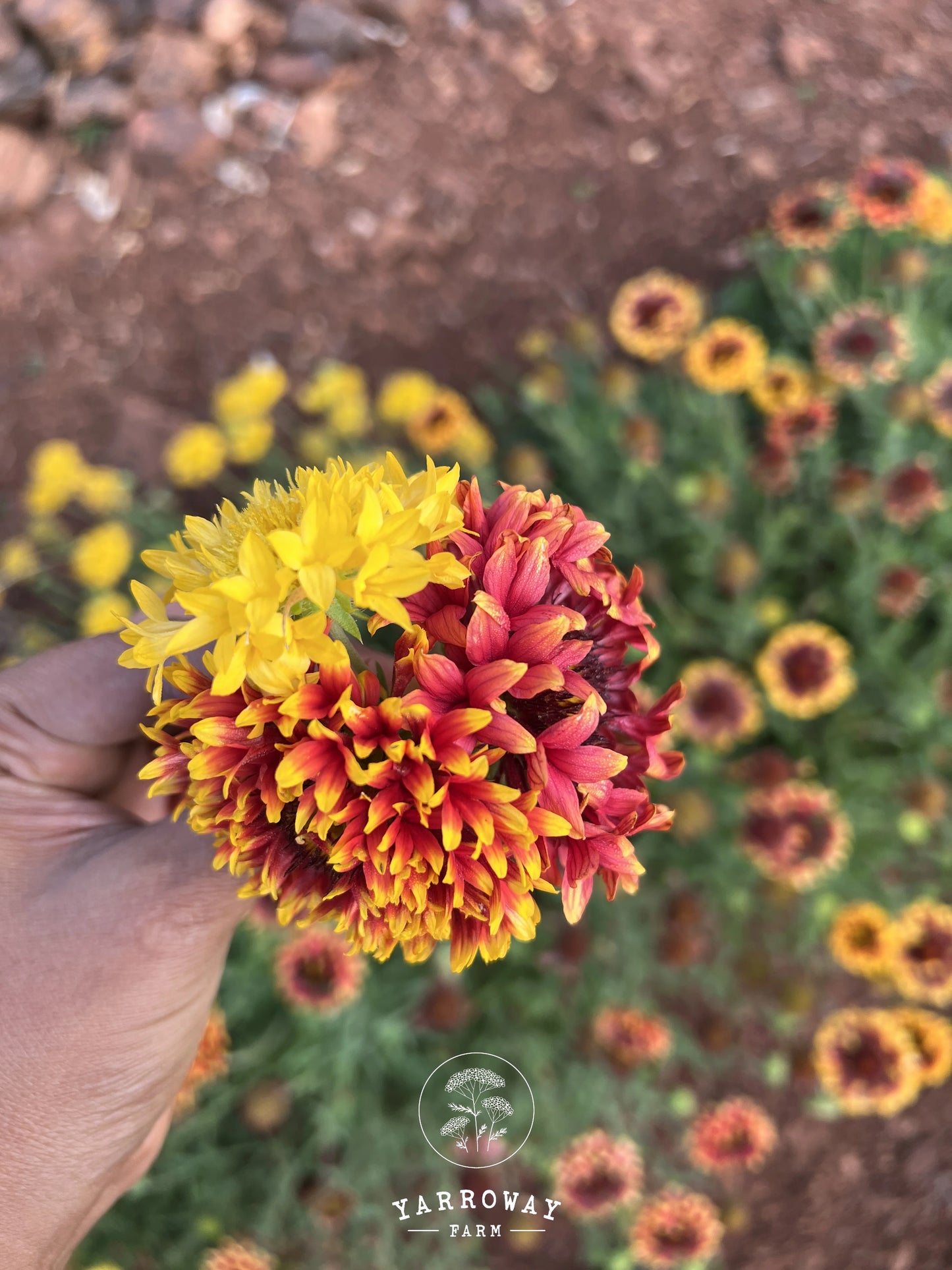 Double Sunset Gaillardia