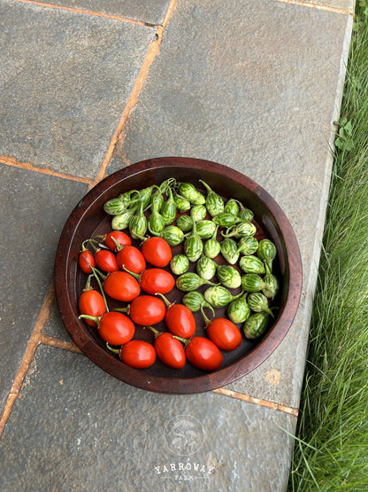 Ensoro Ewia Eggplant