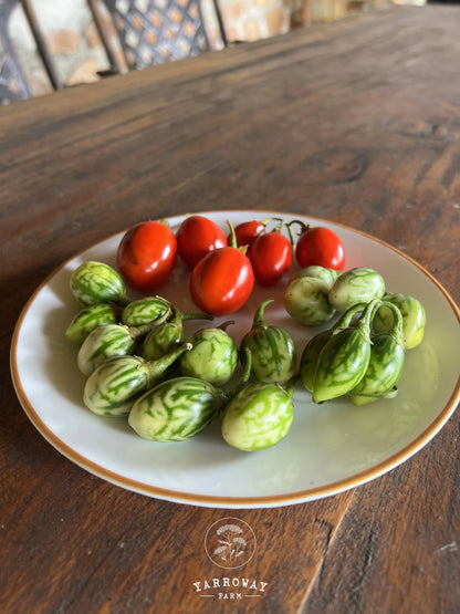 Ensoro Ewia Eggplant