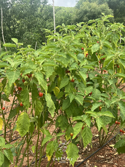 Ensoro Ewia Eggplant