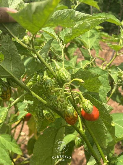 Ensoro Ewia Eggplant