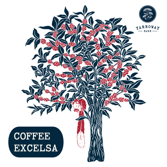 Coffee Excelsa