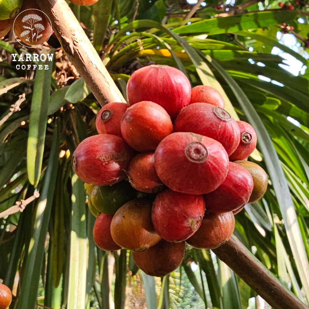Excelsa