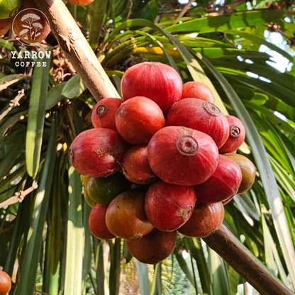 Excelsa