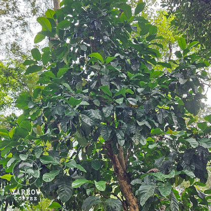 Excelsa
