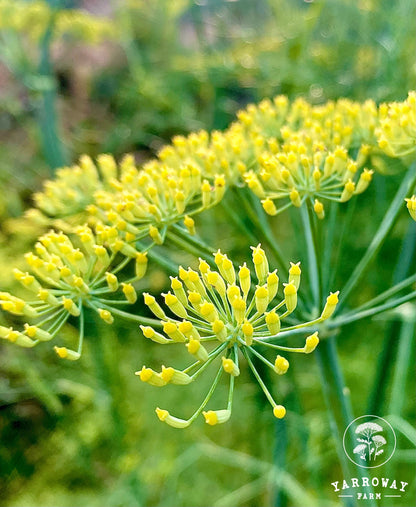 Fennel