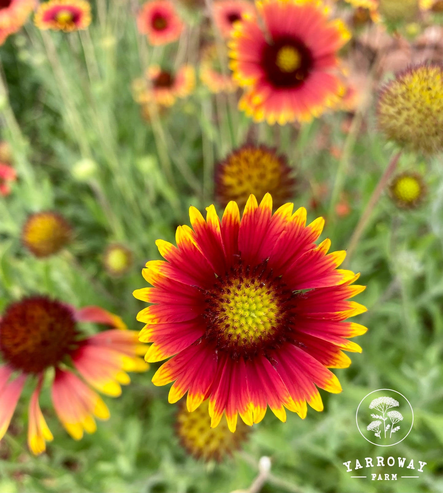 Firewheel Gaillardia