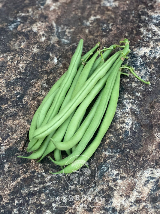 French Green Bush Bean