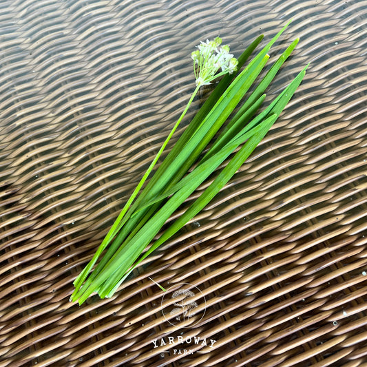 Garlic Chives