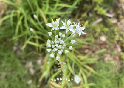Garlic Chives