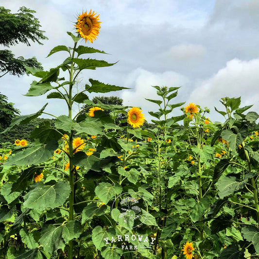 Giant African Sunflower
