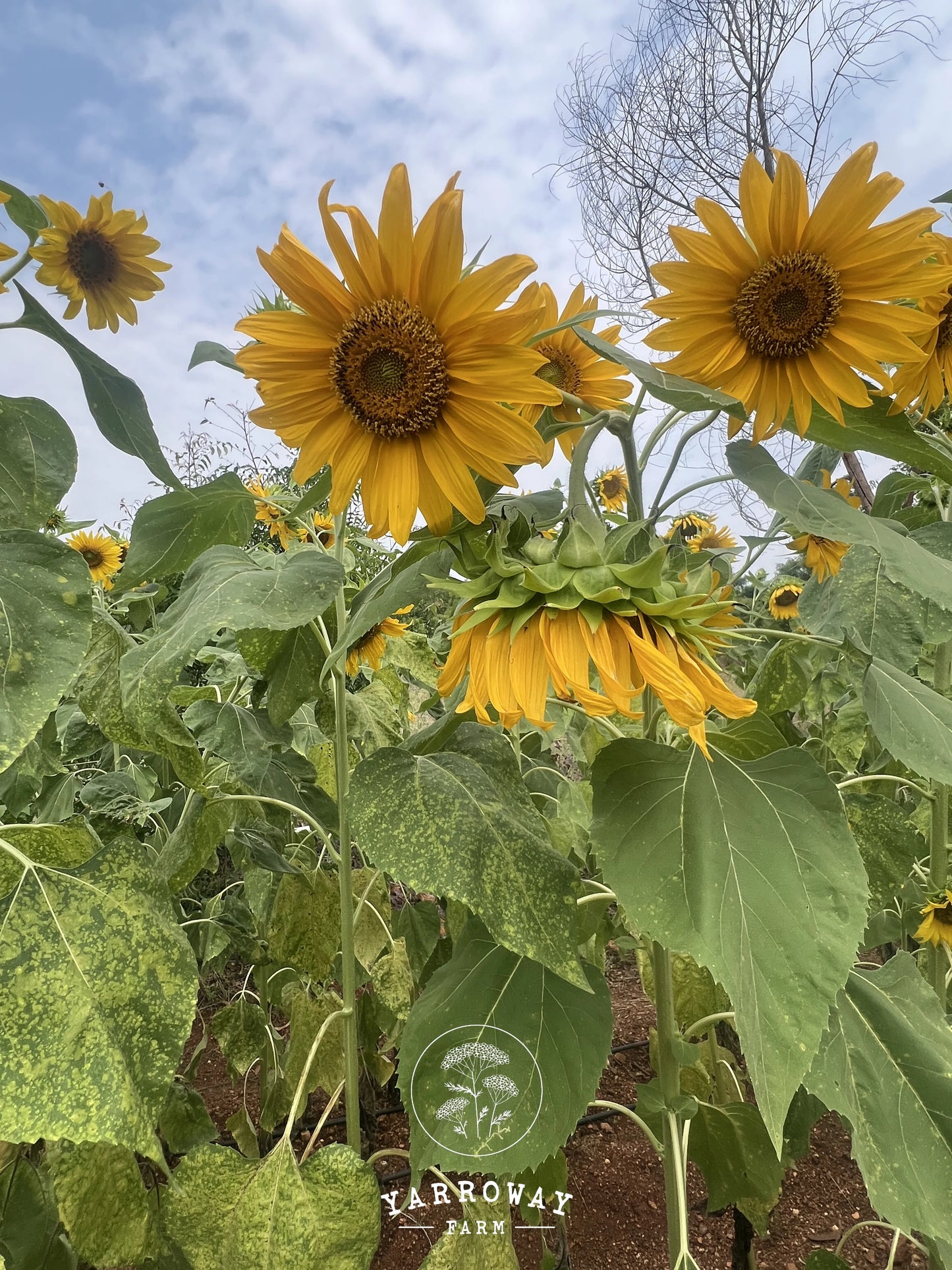 Giant African Sunflower