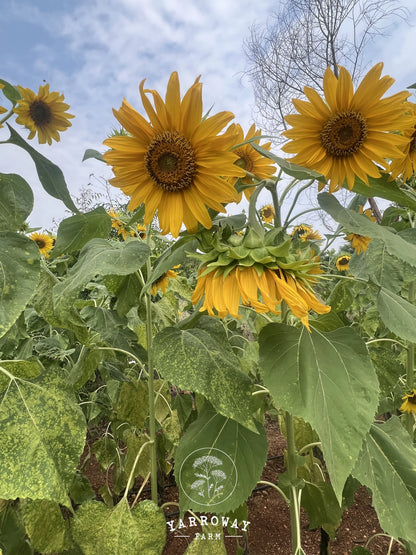 Giant African Sunflower