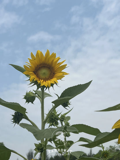 Giant African Sunflower