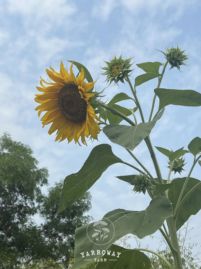 Giant African Sunflower