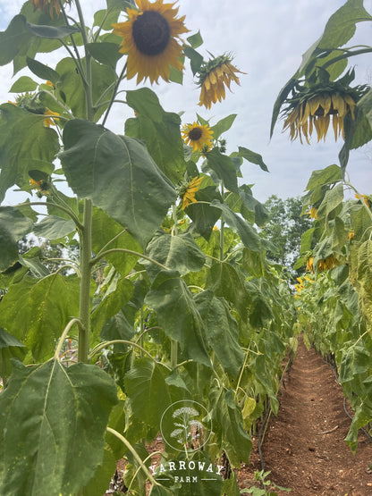 Giant African Sunflower