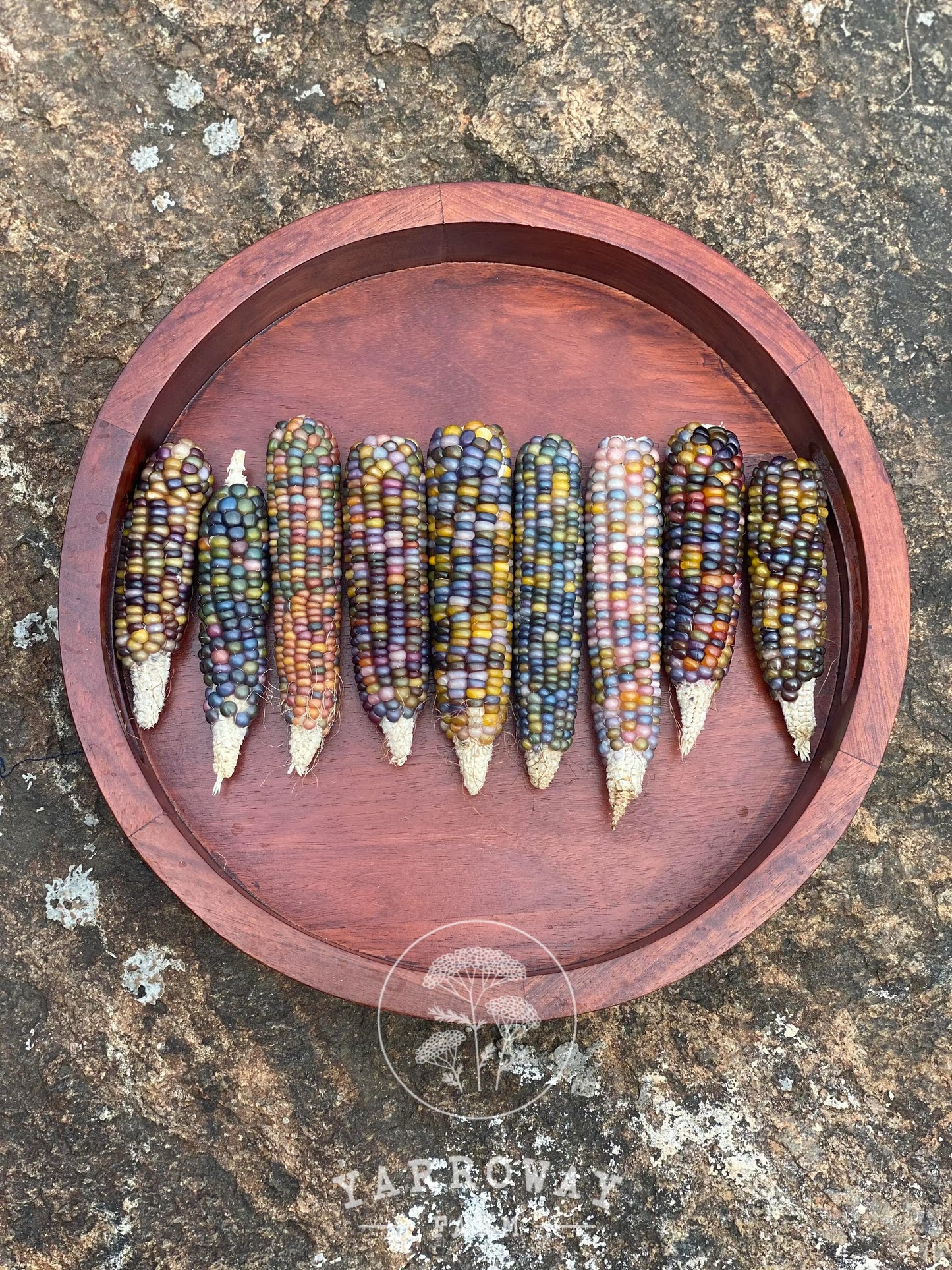 Glass Gem (Rainbow) Flint Corn