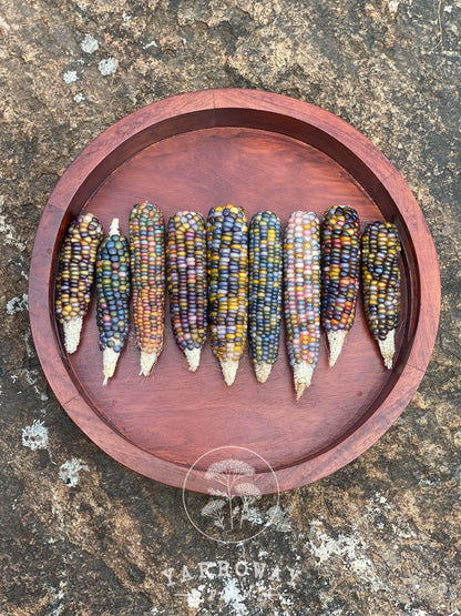 Glass Gem (Rainbow) Flint Corn