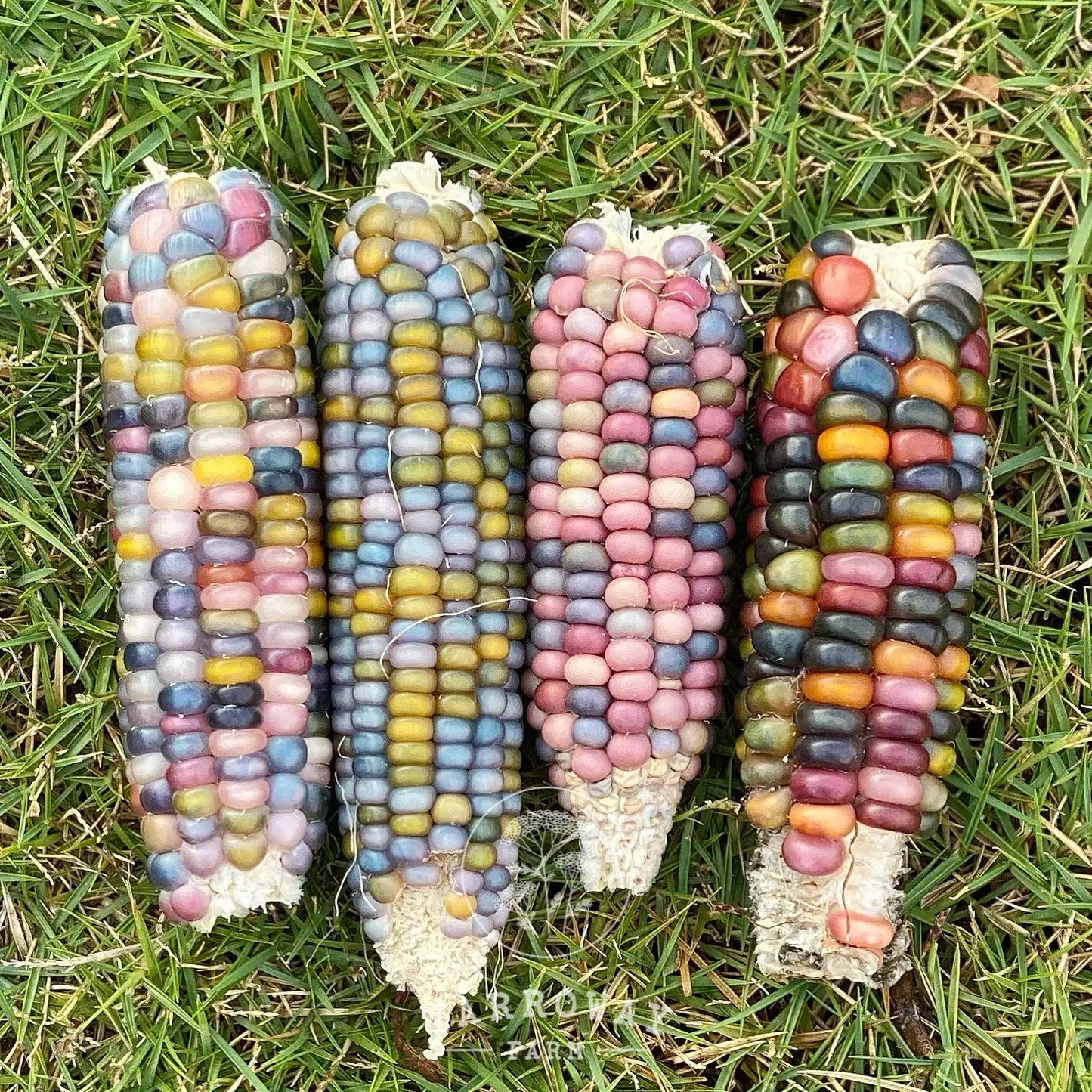 Glass Gem (Rainbow) Flint Corn