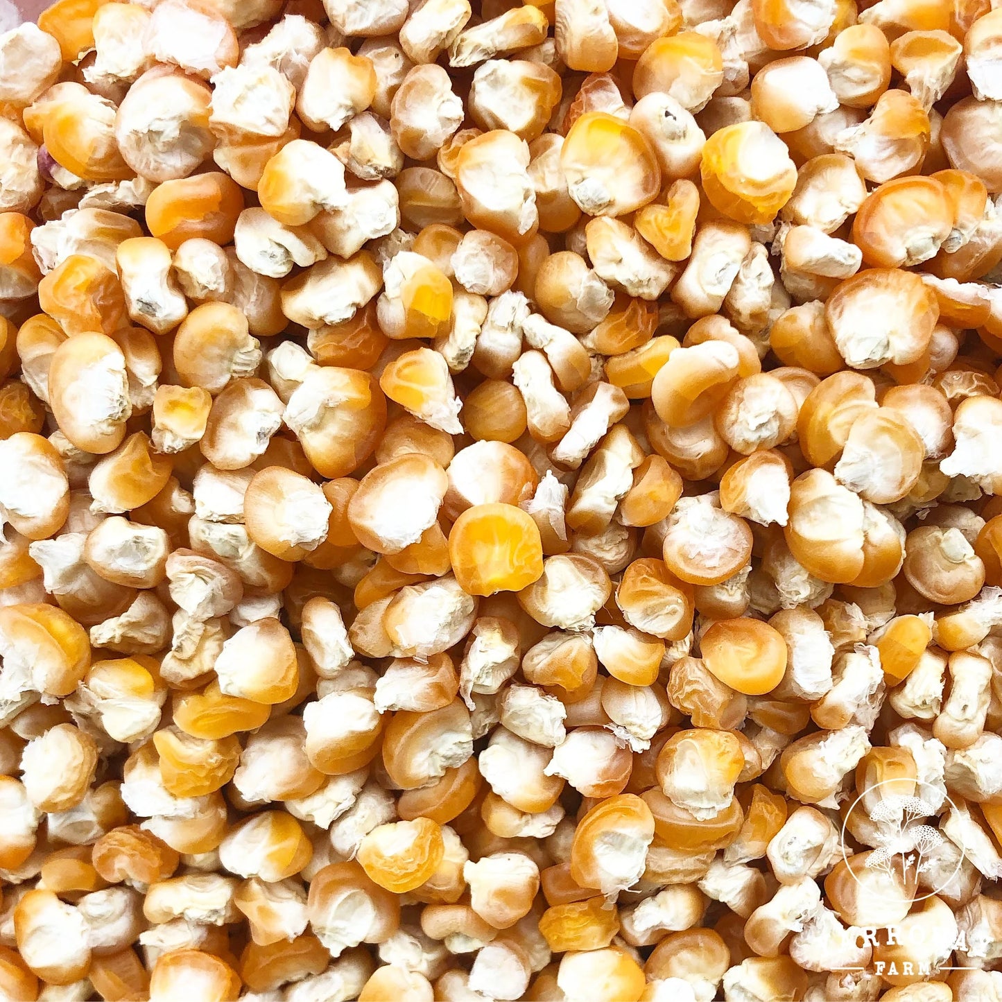 Golden Bantam - Sweet Corn