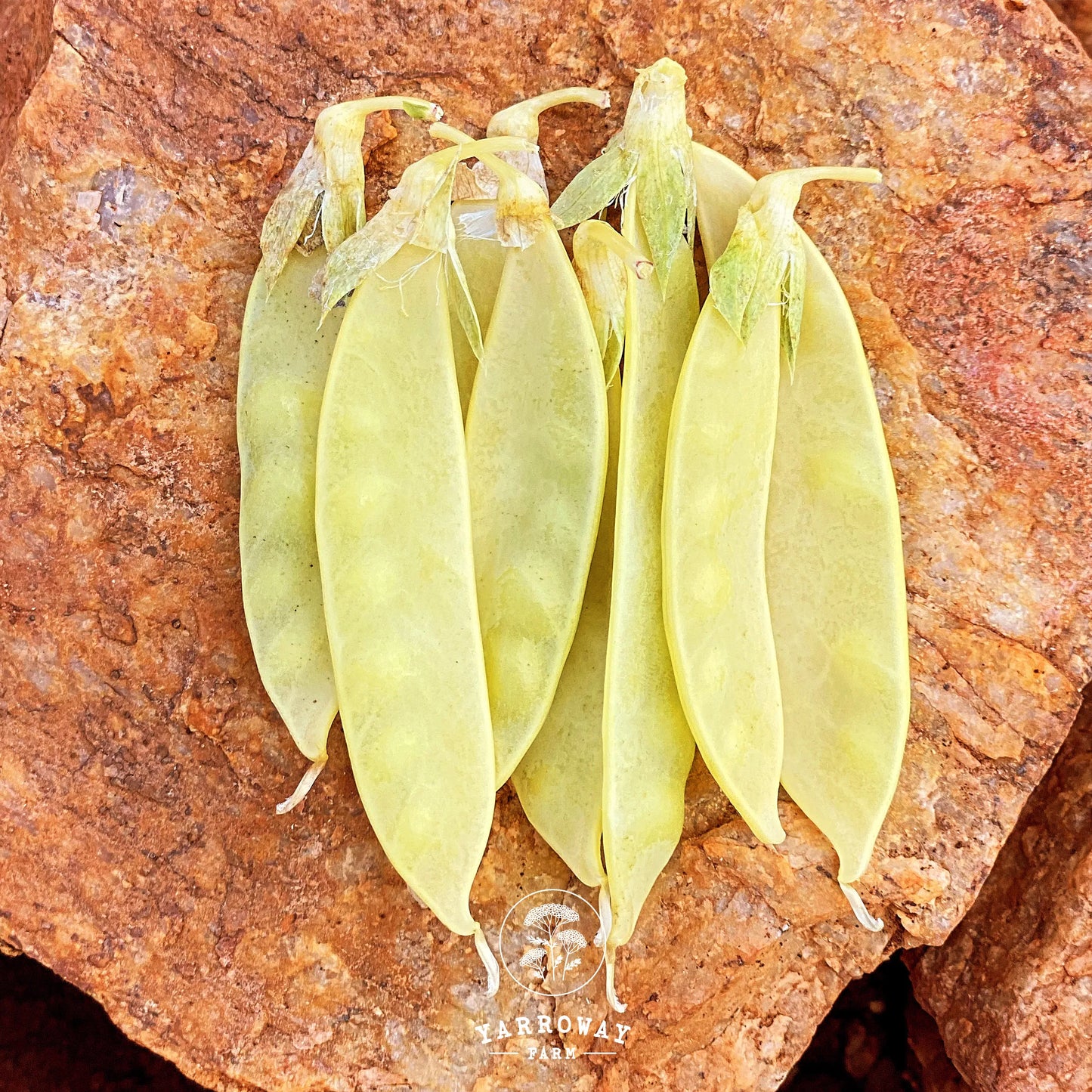 Golden Sweet Snow Peas